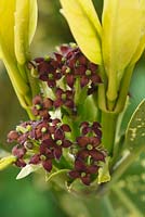 Aucuba japonica 'Crotonifolia' AGM - Spotted laurel