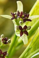 Aucuba japonica 'Crotonifolia' AGM - Spotted laurel