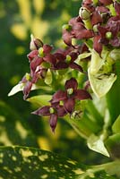Aucuba japonica 'Crotonifolia' AGM - Spotted laurel 