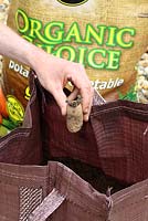 Step by step of planting seed potatoes 'Charlotte' in a growing bag - Position 3 or 4 chitted seed potatoes on top of compost