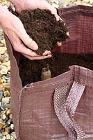 Step by step of planting seed potatoes 'Charlotte' in a growing bag - Having positioned 3 or 4 chitted seed potatoes on top of the compost, cover with a further 4-6 inches of compost