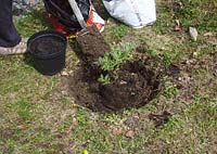 Lonicera caerulea Honeyberry - backfilling the planting hole