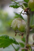 Sphaerotheca mors-uvae - American Gooseberry Mildew 