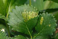 Leaf mines on strawberry leaf caused by caterpillars burrowing into leaf tissue