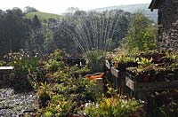 Watering pot plants using an oscillating sprayer at Gelli Uchaf Rhydcymerau