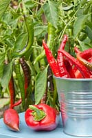 Capsicum annuum - Chilli peppers in  metal bucket 