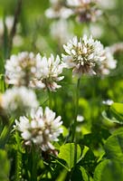Trifolium pratense - Clover