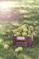 Malus domestica 'Grenadier' - Gathering windfall apples in an orchard