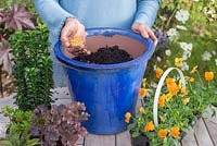 Step by step of planting an orange and purple container - Heuchera micrantha 'Melting Fire', Rumex sanguineus, Sedum rubrotinctum and Viola 'Sorbet Orange Delight'