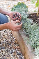 Planting Chionodoxa luciliaea and Scilla siberica in raised vegetable bed alongside lavender