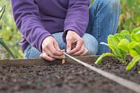 Step by step - Planting broad bean 'Aquadulce Claudia' in raised bed