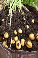 Step by step of planting seed potatoes 'Charlotte' in a growing bag - Harvesting the potatoes