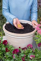 Step by step Pink autumn container with Sedum 'Autumn Joy' and Viola 'Matrix'