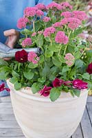 Step by step Pink autumn container with Sedum 'Autumn Joy' and Viola 'Matrix'