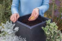 Step by step White and Silver container with Euonymus, White Chrysanthemum, Calocephalus and Cineraria maritima