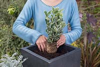 Step by step White and Silver container with Euonymus, White Chrysanthemum, Calocephalus and Cineraria maritima