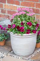 Step by step Pink autumn container with Sedum 'Autumn Joy' and Viola 'Matrix'