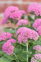 Step by step Pink autumn container with Sedum 'Autumn Joy' and Viola 'Matrix'