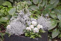 Step by step White and Silver container with Euonymus, White Chrysanthemum, Calocephalus and Cineraria maritima