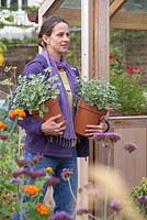 Repotting Pelargonium sidoides in fresh soil, cutting off spent flower stalks and bringing into greenhouse to overwinter 