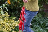 Step by step stringing and drying chillies in greenhouse
