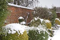 Lonicera nitida and Rosmarinus in border of walled garden - Helmingham Hall