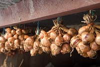 Bunches of shallots hanging to dry from shed rafters - Helmingham Hall