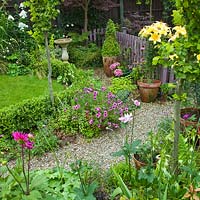 Picket fence and gate treated with lavender wood preservative, Dahlia, Pertunia, Echinachia, and Roses - High Meadow Garden in summer Staffordshire