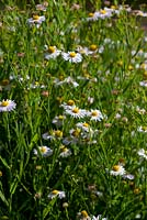 Boltonia decurrens - syn Decurrent false aster and Claspingleaf doll's daisy