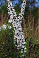 Actaea simplex (Atropurpurea Group) 'Brunette' - covered with bees