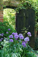 Allium aflatunense 'Purple Sensation' in border and rustic, wooden doorway leads to the front of the cottage - Sallowfield Cottage B&B, Norfolk
