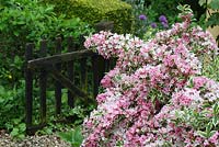 Variegated Weigela in full flower, rustic gate in background - Sallowfield Cottage B&B, Norfolk