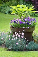 Rusted metal planter with Viola, Dianthus in small, central bed in lawn - Sallowfield Cottage B&B, Norfolk