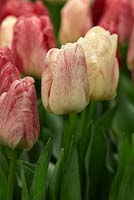 Tulipa 'Hemisphere'