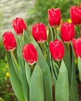 Tulipa 'Kung Red'