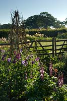 Summer country garden - wigwam with Lathyrus - climbing sweet peas 