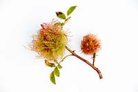 Diplolepis rosae - Robins pin cushion, rose bedeguar gall