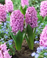 Hyacinthus 'Andorra'