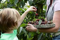 Family picking cherries