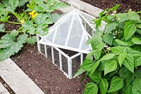 Courgette - curcubita pepo and dwarf French bean plants with Victorian style cloche in the vegetable garden