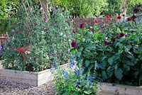 Lathyrus latifolius. Mixed Sweet Peas on chestnut poles, mixed Dahlias and Salvia patens  in cutting garden with oak raised beds.