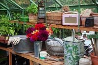 Interior of greenhouse with vintage watering can and tools, radio, pots, hurricane lamp, and galvanised bucket of mixed Dahlias. 