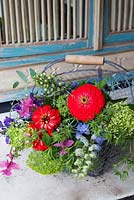 Country style flower arrangement in a wire basket with Zinnias, Hydrangea 'Annabelle' and Eringium.