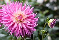 Dahlia 'Pink Jupiter'