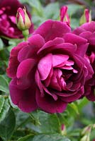 Rosa 'Burgundy Ice' - The Lizard, Wymondham, Norrfolk