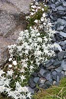 Leontopodium alpinum (Edelweiss). The Swiss Alpine Garden. Hampton Court Flower Show 2012.