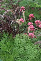 Details from 'Bridge Over Troubled Water'.  Hampton Court Flower Show 2012.  Planting shows Pennisetum setaceum 'Rubrum', valerian and feathery foliage.