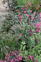 Details from 'Bridge Over Troubled Water'.  Hampton Court Flower Show 2012.  Planting shows Deschampsia cespitosa 'Pixie Fountain', Echinacea purpurea 'Fatal Attraction' and Dicentra 'King of Hearts'.