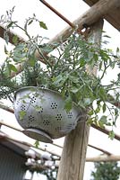 'Preserving the Community' - Silver medal winner - RHS Hampton Court Flower Show 2012. Colander hanging basket planted up with tomatoes and rosemary. 