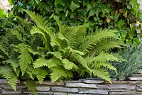 Polystichum setiferum 'Proliferum'